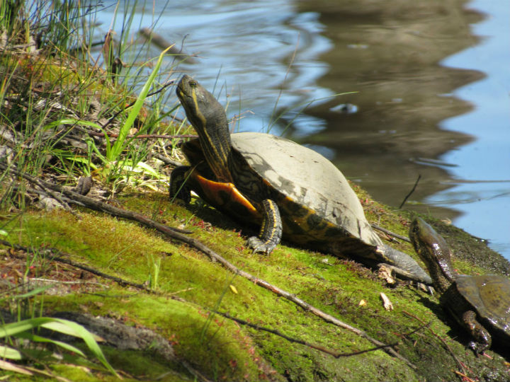 Red-ear Slider and Western Pond Turtle